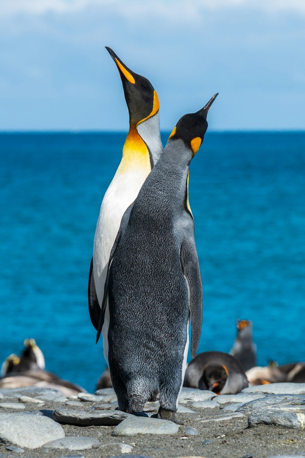 Cape Town & Western Cape: Guided Peninsula, Winelands & Table Mountain Tour tour scenery