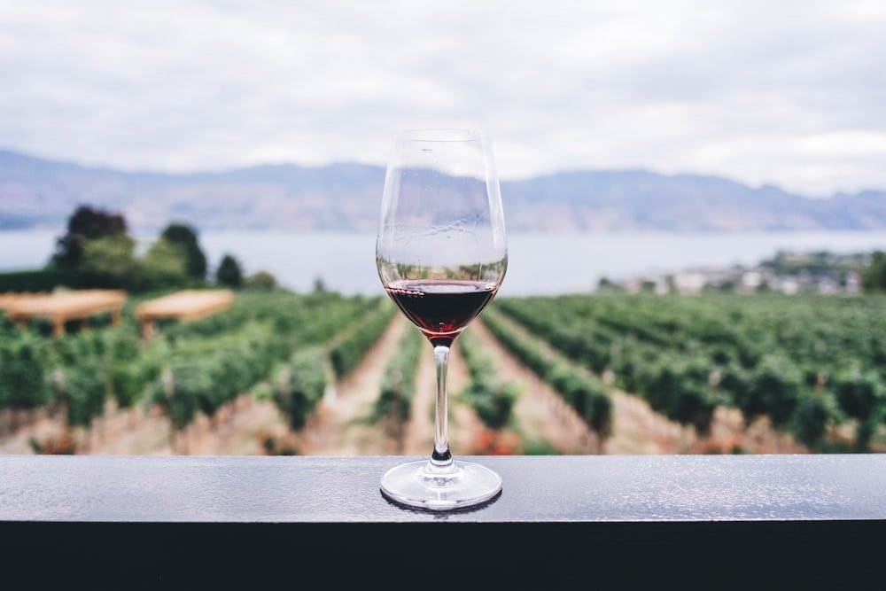 Discover the Cape Winelands by Wine Tram — Taste, Explore & Book Your Experience! 🍷🚋 tour scenery