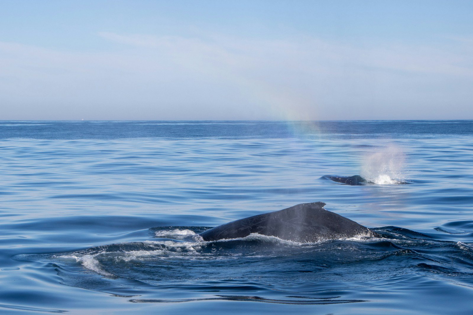 🐋 Hermanus Whale Watching Tour from Cape Town — See Whales Up Close! tour scenery